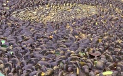 (����)����һ�Ŷ���ʯ����