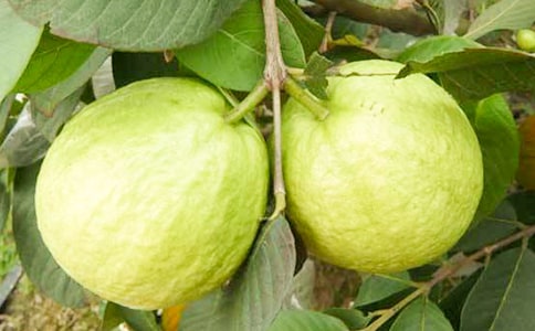 ��ʯ������