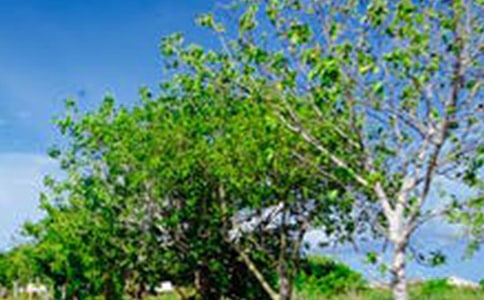 ��ѡ�羰��������38��