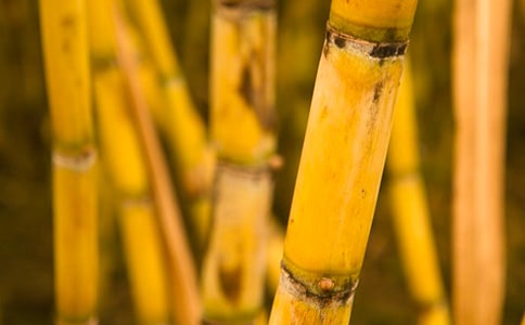 ���꼶�����ռ�500��