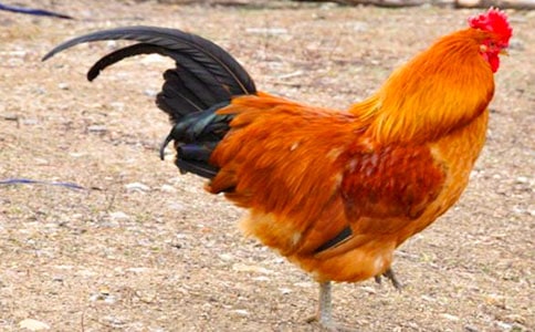 ���������Ϸ:С�����������