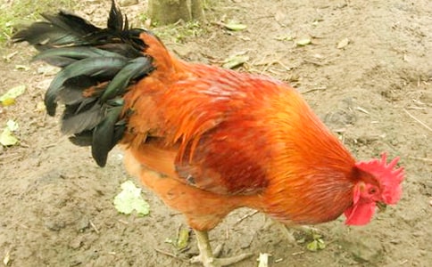 �ö���С����