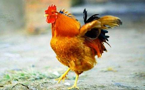 �����Ĵ󹫼�����