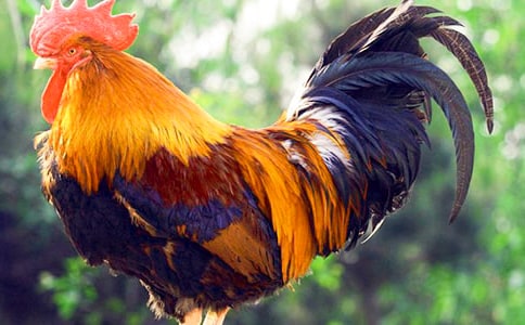 ������èͷӥ�������Ķ���