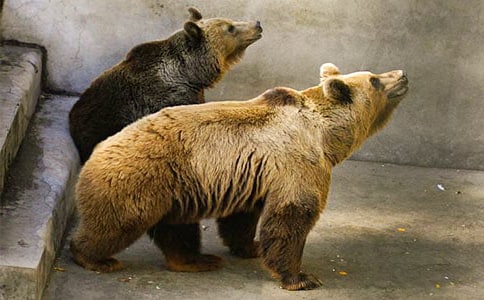 英雄变狗熊小学作文400字