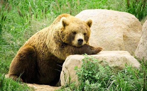 �μ�������ʲôԢ��