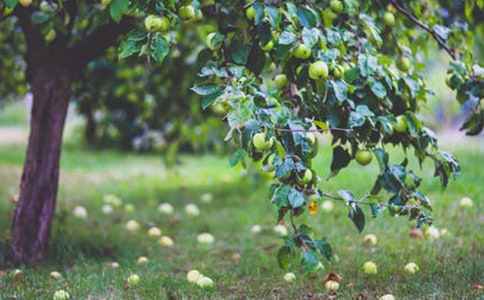 ��԰��ɫ����