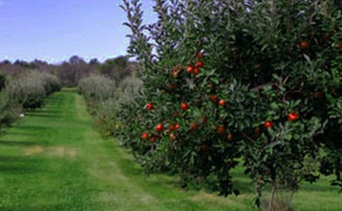 ��԰������˵�θ�