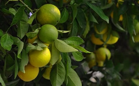 ����Ĺ�԰����