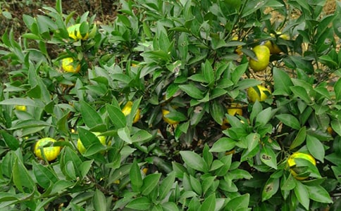 ��԰����а���ͬ������ͨ��6ƪ��