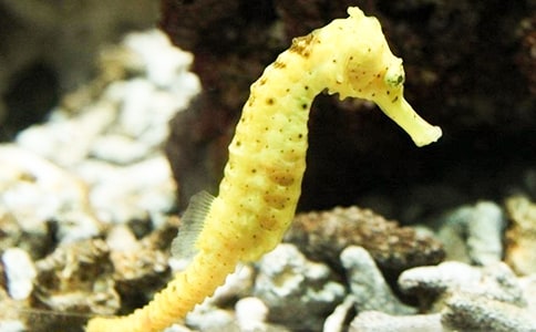 ������������̰�