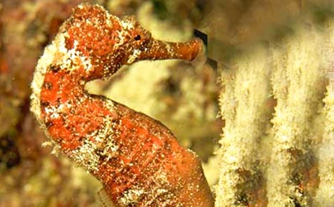 �ۺ���������Ů�Ĺ���