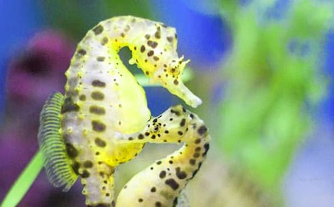 德国海马经销合同范本