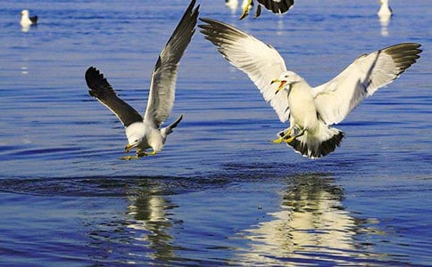 ����Ÿ����ɭ�������950��