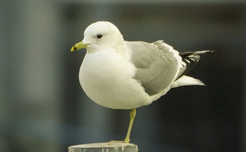 ��Ÿ��ʫ��ϻش�ʫ��