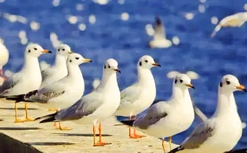 ����ʫ�裺�ܷɵĺ�Ÿ