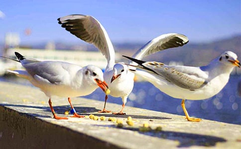 ����Ÿ�����ˡ���ѧ��˼