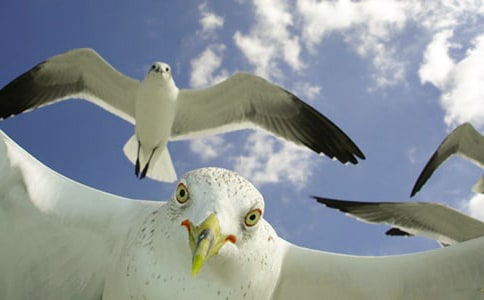 ��Ÿ�ɴ�ʫ��