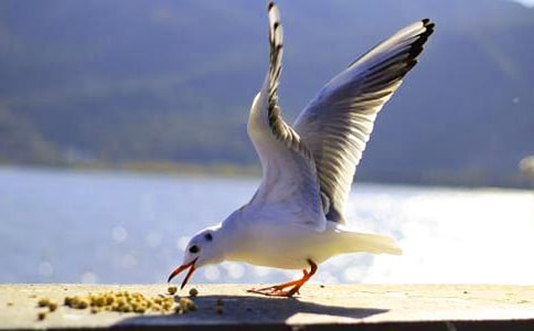 ����Ÿ����ɭ�������