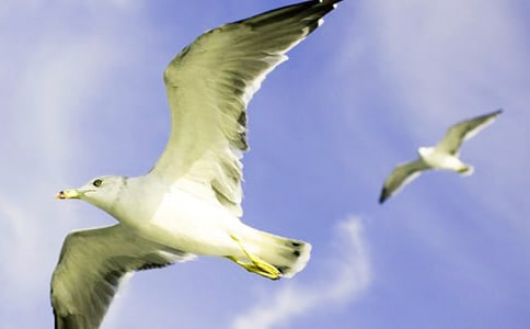 ���¡���Ÿ����ɭ���Ķ�����