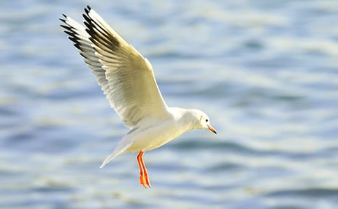 �ձ�ʫ�衶��Ÿ������