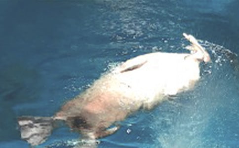 �麣����԰���湥��