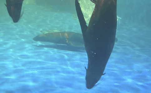 ����԰֮�εĳ����ռ�400��