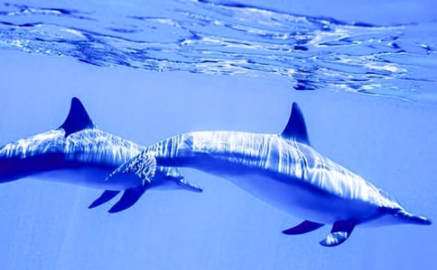 С��������