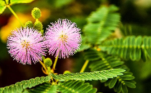 2020�۲캬�߲ݵ��ռǷ���300�֣���ѡ8ƪ��