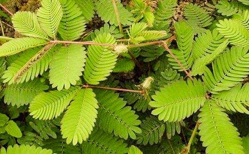 ���߲����ġ�����