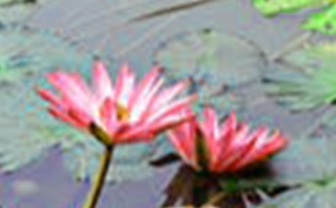 描写荷花的优美句子