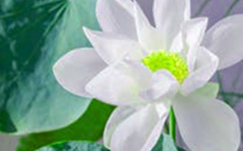 花中君子——荷花作文