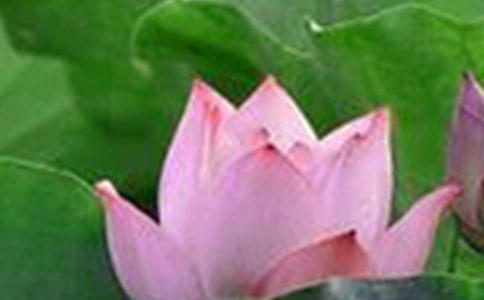 描写荷花的优美句子【精选15篇】