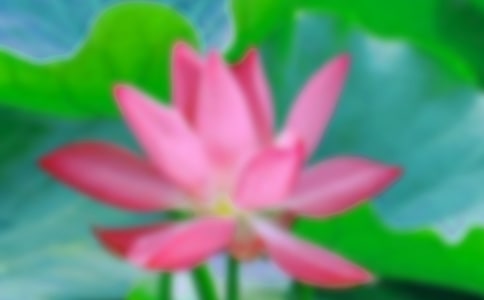 2024年形容荷花的句子汇总61句