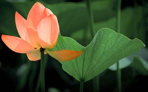 ���ݺɻ���Ψ������