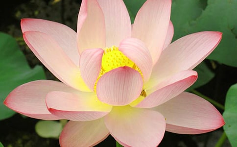 《荷花》教案范文