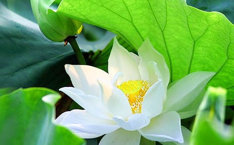 ���ɻ����μ�