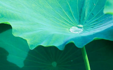 ��д���������Ҷ���������ӣ���ѡ250�䣩