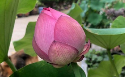 ��Ҷ����������600��