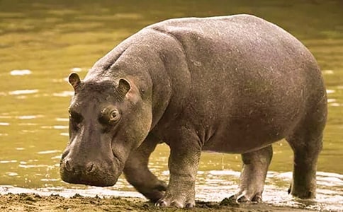 ������ʳ������700��