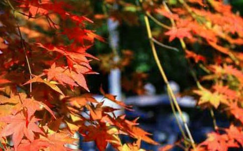 ��Ҷ������С·����