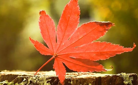 ���Ҷԭ�ķ��뼰����