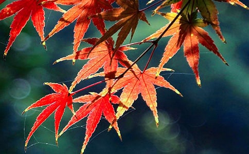 ��Ҷ����С·������