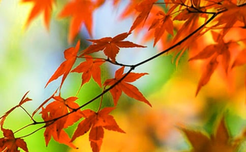 ��Ҷ������