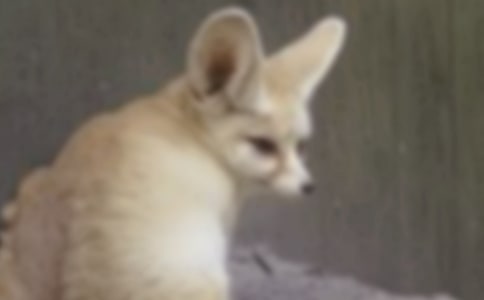 �˲������ְֶ����