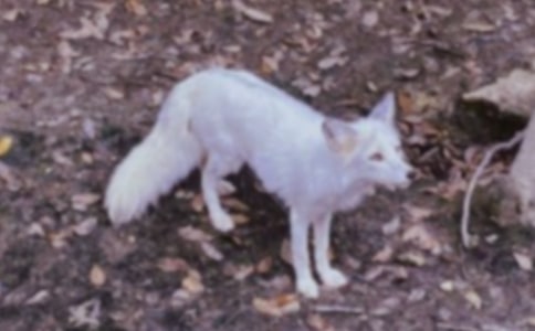 《狐狸和小鸟》说课稿