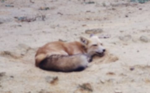 �����Сѧ����8ƪ