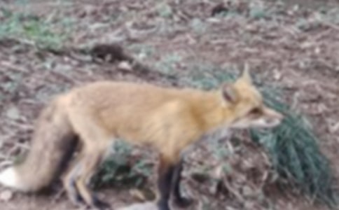 ���˲���ĺ���ְ֡������600��