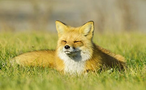 幼儿简单小狐狸折纸