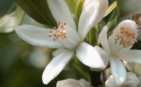 ��ѡ�����������ӻ���99��